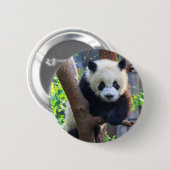Badge Rond 5 Cm Animaux de bébés cutest | Géant Panda Cub (Devant & derrière)