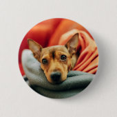 Badge Rond 5 Cm Animaux de bébés cutest | Miniature Pinscher (Devant)