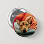 Badge Rond 5 Cm Animaux de bébés cutest | Miniature Pinscher (Devant & derrière)