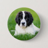 Badge Rond 5 Cm Animaux de bébés cutest | Newfoundland Puppy (Devant)