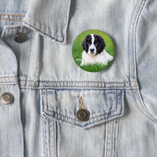 Badge Rond 5 Cm Animaux de bébés cutest | Newfoundland Puppy (En situation)