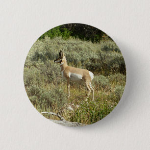 Badge Rond 5 Cm Antilocapre dans le parc national de Grand Teton