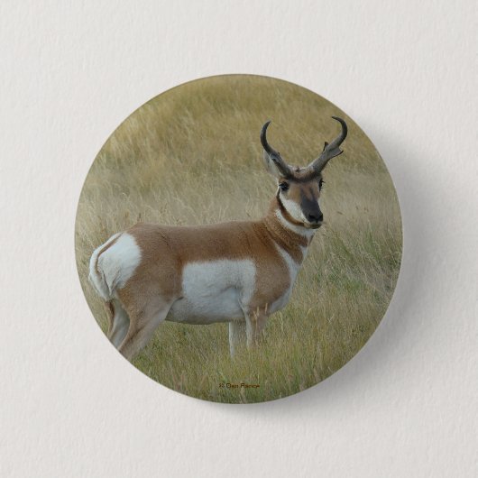Badge Rond 5 Cm Antilope d'Amérique A1 (Devant)