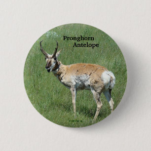Badge Rond 5 Cm Antilope d'Amérique A3