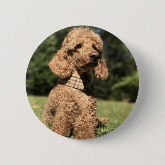 Badge Rond 5 Cm Apricot Poodle personnalisable (Devant)