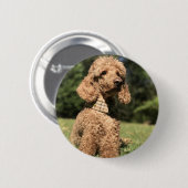 Badge Rond 5 Cm Apricot Poodle personnalisable (Devant & derrière)
