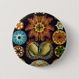 Badge Rond 5 Cm Ascidiacea par Ernst Haeckel