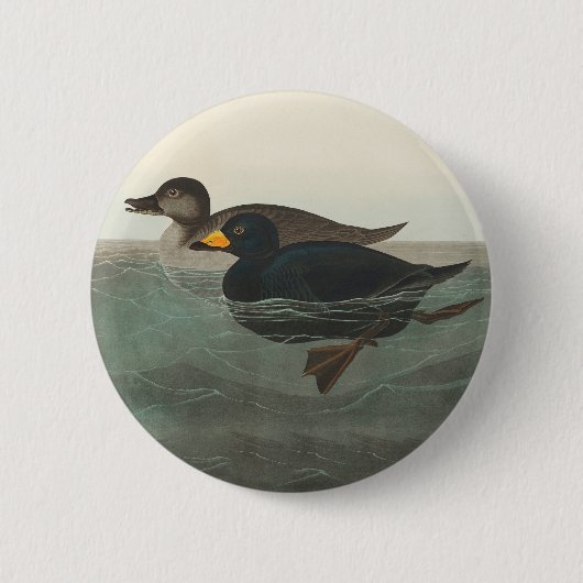 Badge Rond 5 Cm Audubon American Scoter Duck Classic (Devant)
