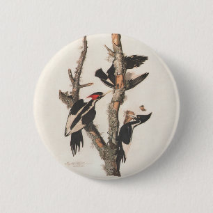 Badge Rond 5 Cm Audubon Ivory-Billed