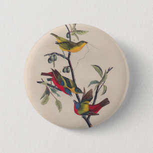 Badge Rond 5 Cm Audubon Peint Bunting Bird Wildlife