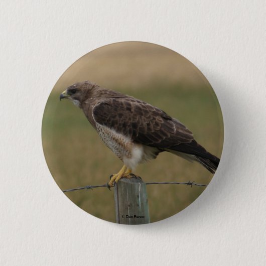 Badge Rond 5 Cm B10 Buse de Swainson (Devant)