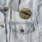 Badge Rond 5 Cm B10 Buse de Swainson (En situation)