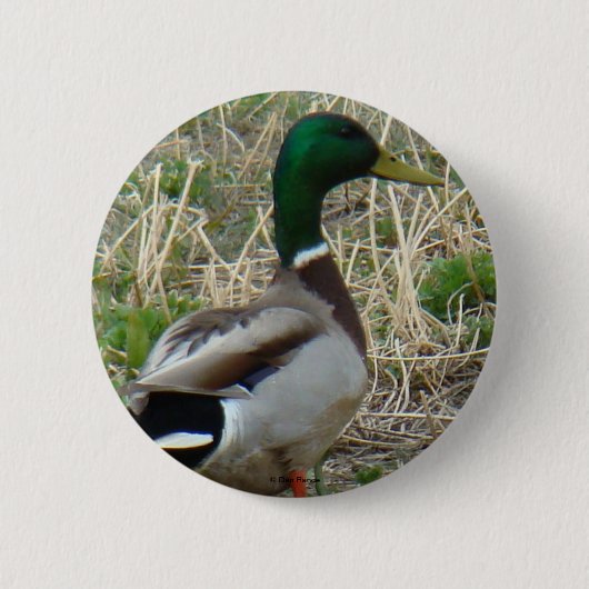 Badge Rond 5 Cm B12 Duck-Mallard Drake (Devant)