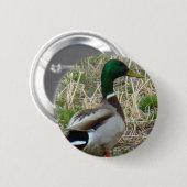 Badge Rond 5 Cm B12 Duck-Mallard Drake (Devant & derrière)