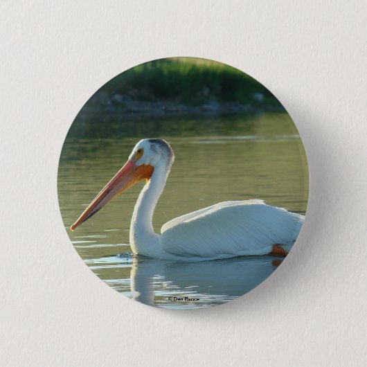 Badge Rond 5 Cm B4 Pélican blanc (Devant)