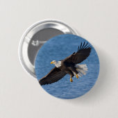 Badge Rond 5 Cm Bald eagle in flight (Devant & derrière)