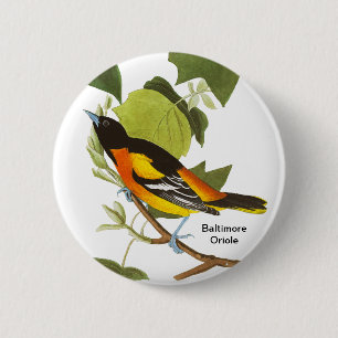 Badge Rond 5 Cm Baltimore Oriole, Audubon, Accessoire Birdwatcher,