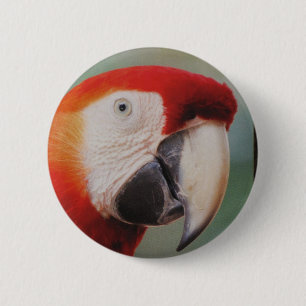 Badge Rond 5 Cm Beau bouton de perroquet