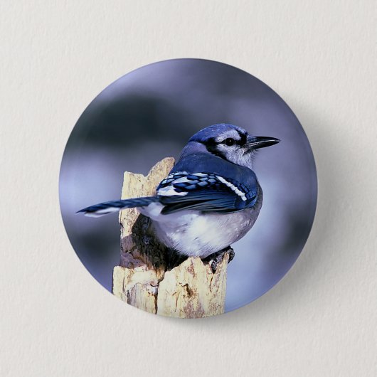 Badge Rond 5 Cm Beau geai bleu (Devant)