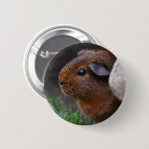 Badge Rond 5 Cm Beau Or lisse Agouti Guinée Pig