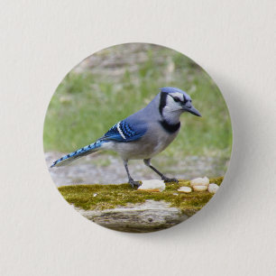 Badge Rond 5 Cm Bel oiseau de geai bleu