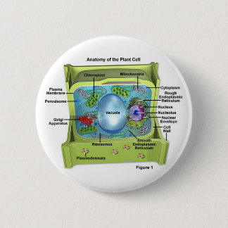 Badge Rond 5 Cm Biologie