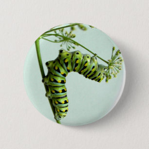 Badge Rond 5 Cm Black Swallowtail Caterpillar mangeant du persil