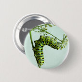 Badge Rond 5 Cm Black Swallowtail Caterpillar mangeant du persil (Devant & derrière)