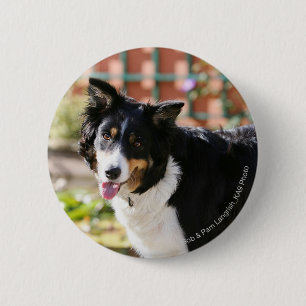 Badge Rond 5 Cm Border collie haletant 1