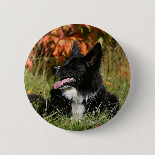 Badge Rond 5 Cm Border collie haletant la fixation (Devant)