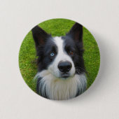 Badge Rond 5 Cm Bordure Collie (Devant)