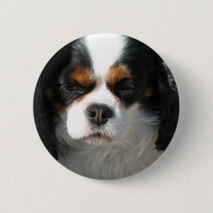 Badge Rond 5 Cm Bouton adorable d'épagneul du Roi Charles