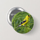 Badge Rond 5 Cm Bouton américain de chardonneret (Devant & derrière)