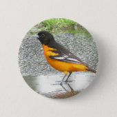 Badge Rond 5 Cm Bouton Baltimore Oriole (Devant)