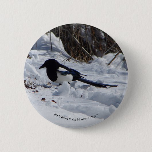 Badge Rond 5 Cm Bouton Black Billed Rocky Mountain Magpie (Devant)