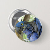 Badge Rond 5 Cm Bouton bleu d'ara (Devant & derrière)