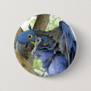 Badge Rond 5 Cm Bouton bleu d'ara