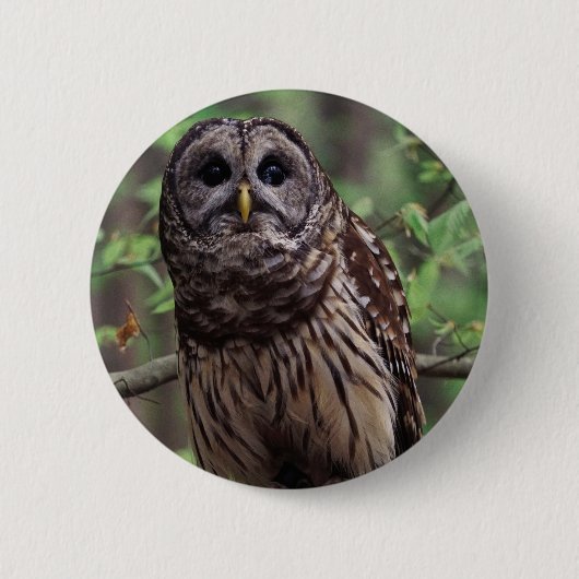 Badge Rond 5 Cm Bouton Chouette barrée (Devant)