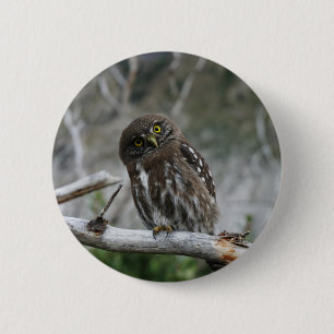 Badge Rond 5 Cm Bouton Chouette pygmée du Nord