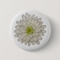 Bouton Chrysanthème blanc