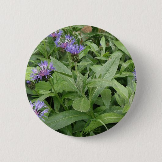 Badge Rond 5 Cm Bouton Cornflowers (Devant)