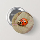 Badge Rond 5 Cm Bouton de ~ de la coccinelle 226 (Devant & derrière)