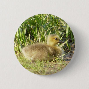 Badge Rond 5 Cm Bouton de Gosling d'oie du Canada de bébé