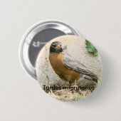 Badge Rond 5 Cm Bouton de Robin d'Américain (Devant & derrière)