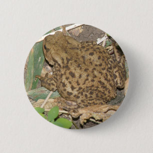 Badge Rond 5 Cm Bouton européen commun de crapaud