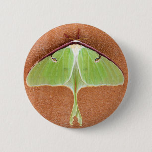 Badge Rond 5 Cm Bouton Luna Moth Pin