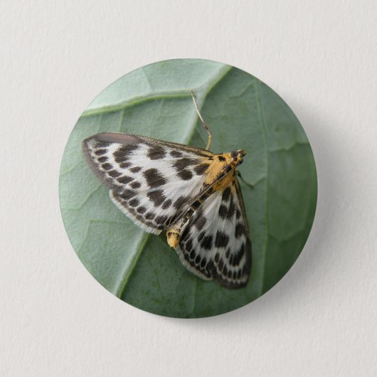 Badge Rond 5 Cm Bouton Moth de petite taille (Devant)