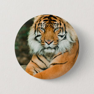 Badge Rond 5 Cm Bouton orange de tigre