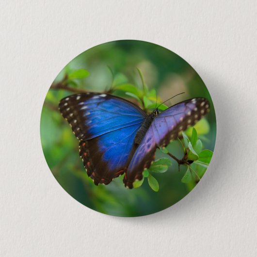 Badge Rond 5 Cm Bouton Papillon bleu Morpho (Devant)
