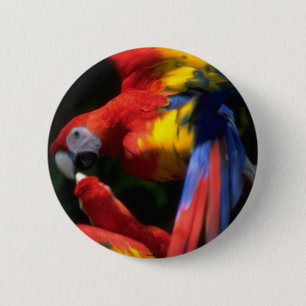 Badge Rond 5 Cm Bouton Perroquets dans l'amour